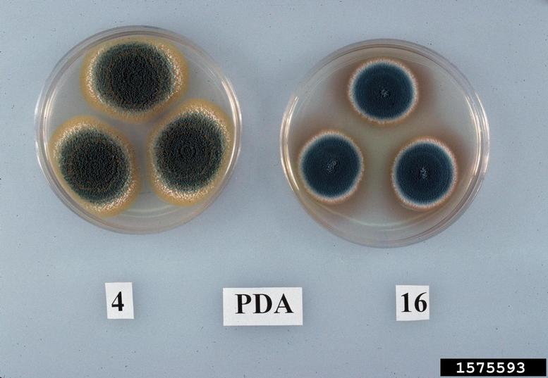 Penicillium fungi (Genus Penicillium)