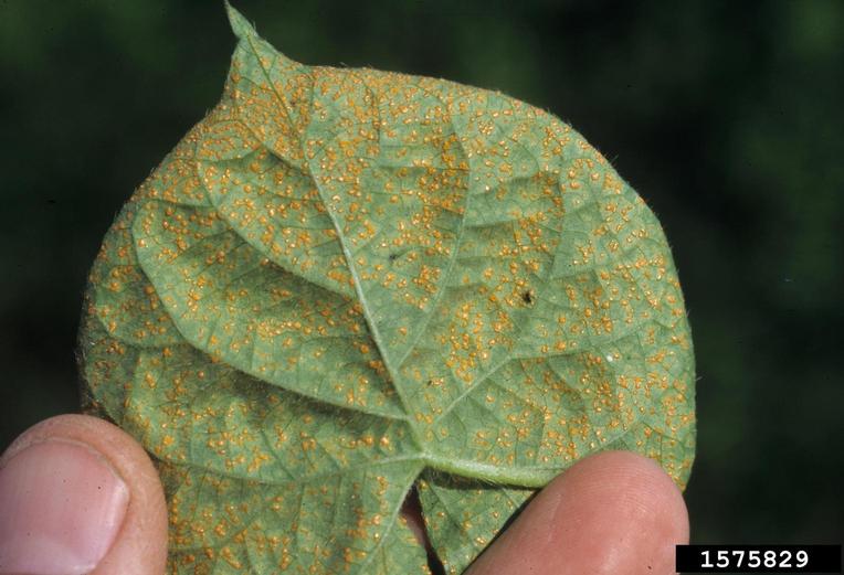 white rusts (Genus Albugo)