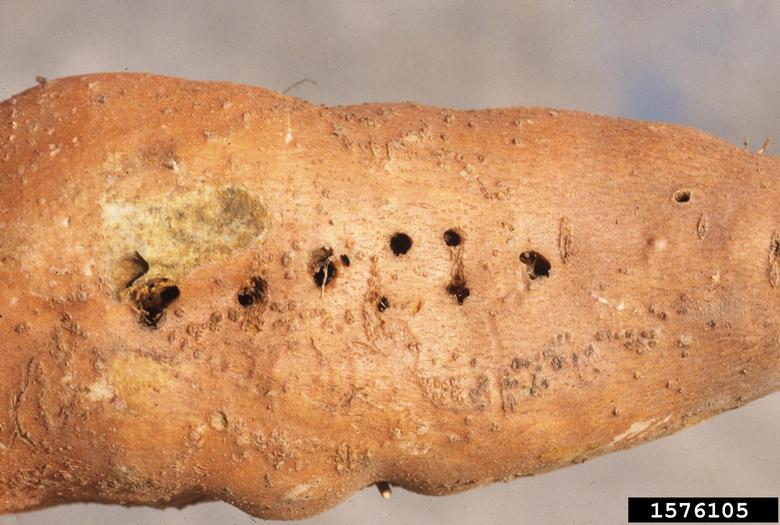 tobacco wireworm (Conoderus vespertinus (Fabricius, 1801))