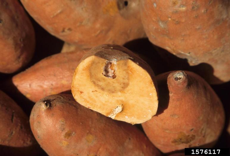 Cross section through sweetpotato root at 10 days following puncture inoculation with <em>Rhizopus stolonifer</em>. Note that the wound from the underside did not result in decay while the wound at the top resulted in a zone of decay, but did not progress further. March 1999