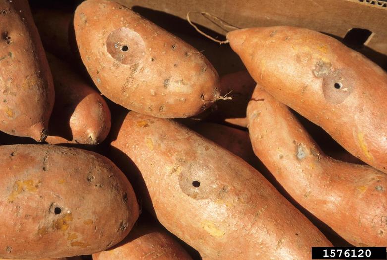 Sweetpotatoes at 10 days following puncture inoculation with <em>Rhizopus stolonifer</em>. Note that most roots have an area of decay surrounding the wound, but that decay did not progress further. March 1999