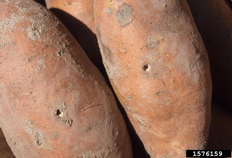 Roots were wounded, but not dipped in a spore suspension of <em>Rhizopus stolonifer</em>.  No decay resulted. April 1999