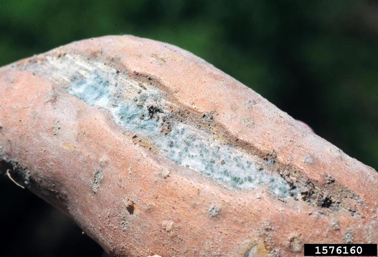 Roots were wounded (scrape method) and dipped in a spore suspension of <em>Rhizopus stolonifer</em>.  Surface fungal growth resulted, but no soft rot developed. April 1999