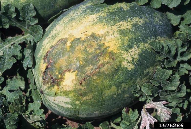bacterial fruit blotch (Acidovorax citrulli ) on watermelon (Citrullus
