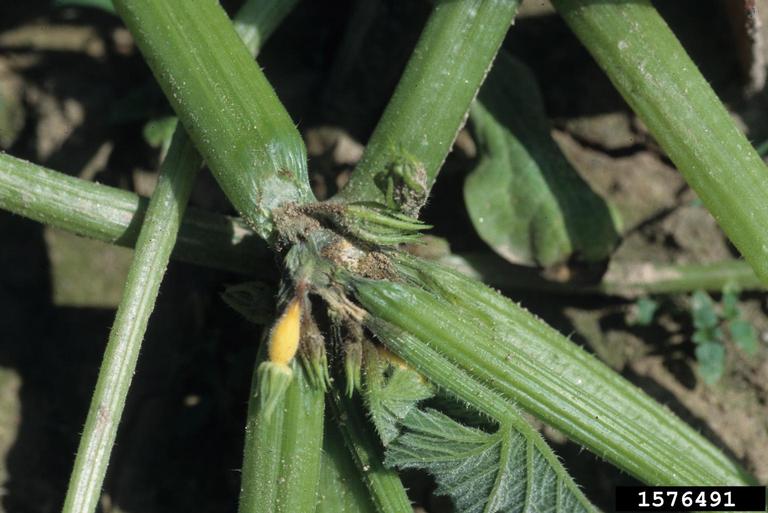 Tomato blight picture