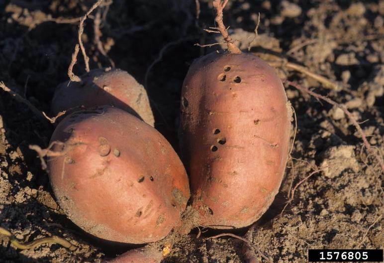 tobacco wireworm (Conoderus vespertinus)