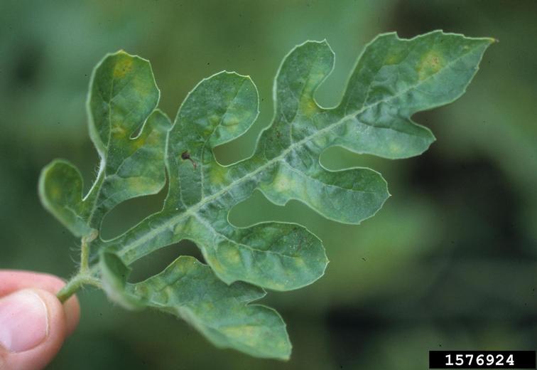 powdery mildew (Podosphaera xanthii ) on watermelon (Citrullus lanatus