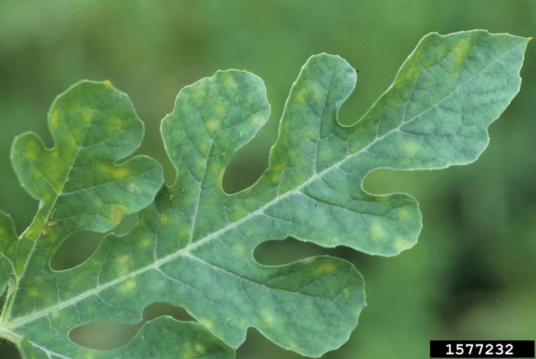 powdery mildew (Podosphaera xanthii)