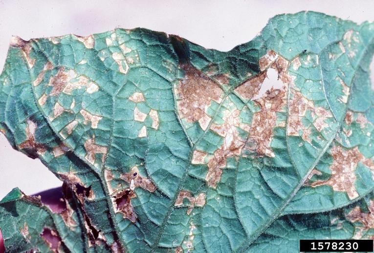 angular leaf spot of cucumber (Pseudomonas syringae pv. lachrymans)