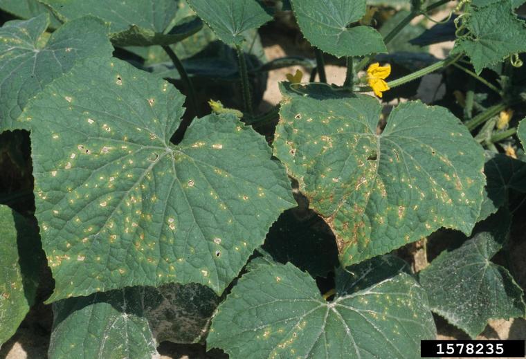 angular leaf spot of cucumber (Pseudomonas syringae pv. lachrymans ...