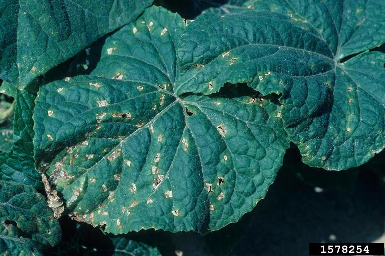 angular leaf spot of cucumber (Pseudomonas syringae pv. lachrymans ...