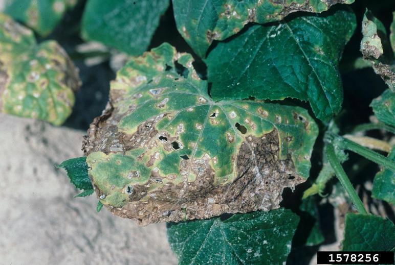 angular leaf spot of cucumber (Pseudomonas syringae pv. lachrymans ...