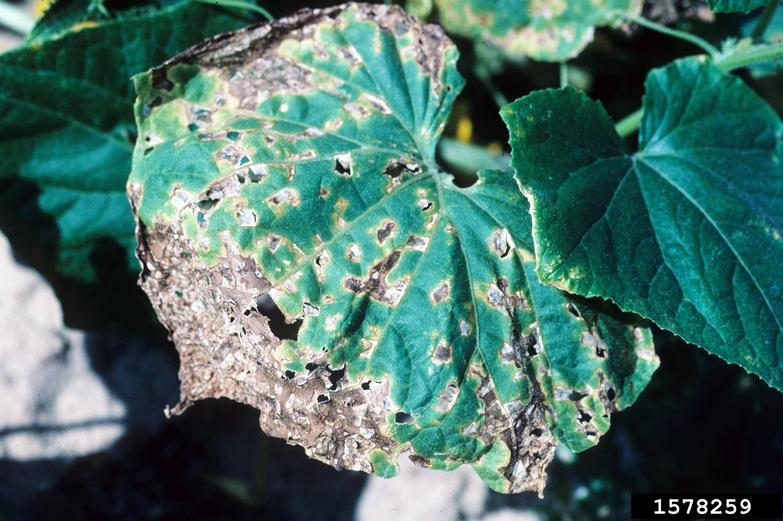 angular leaf spot of cucumber (Pseudomonas syringae pv. lachrymans ...