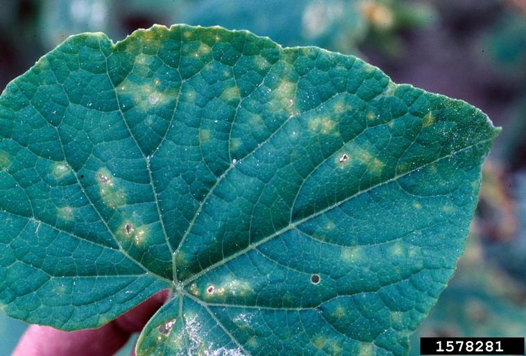 angular leaf spot of cucumber (Pseudomonas syringae pv. lachrymans ...