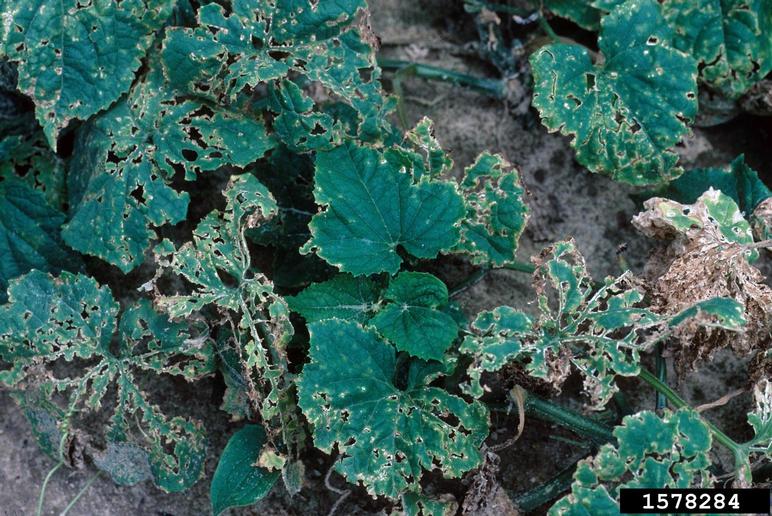 angular leaf spot of cucumber (Pseudomonas syringae pv. lachrymans ...