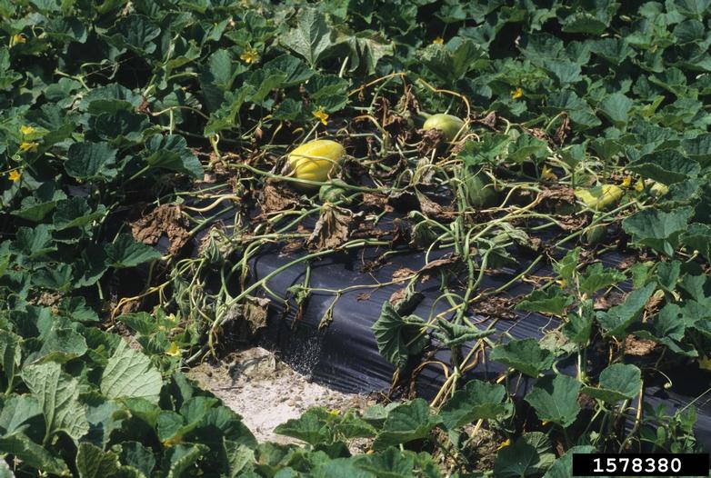 bacterial wilt (Erwinia tracheiphila ) on melon (Cucumis melo ) 1578380