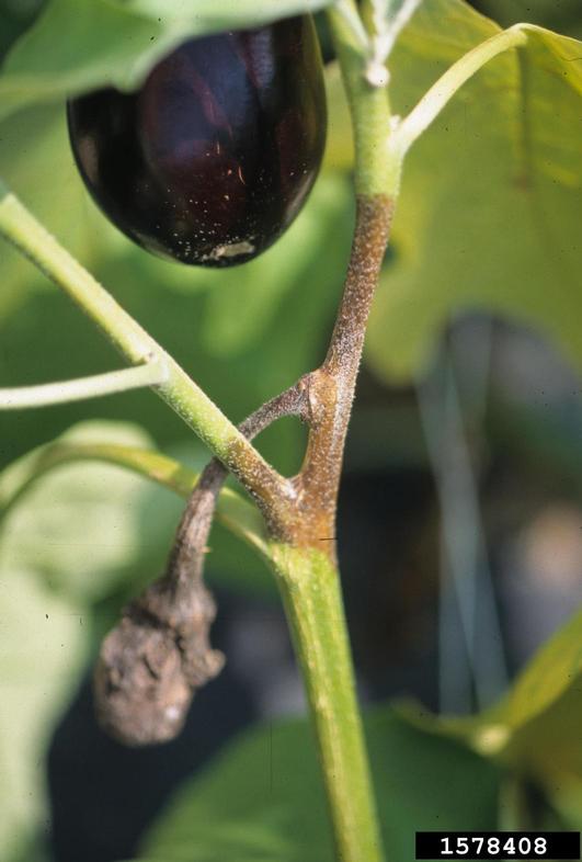 Phytophthora blight (Phytophthora capsici Leonian)