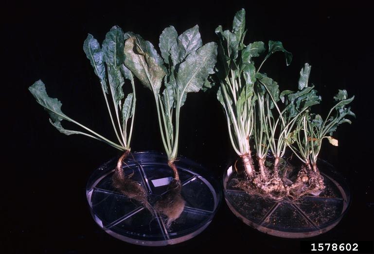 sugar beet (Beta vulgaris ssp. vulgaris (sugar beet group))