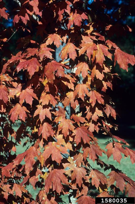 chalk maple (Acer leucoderme)