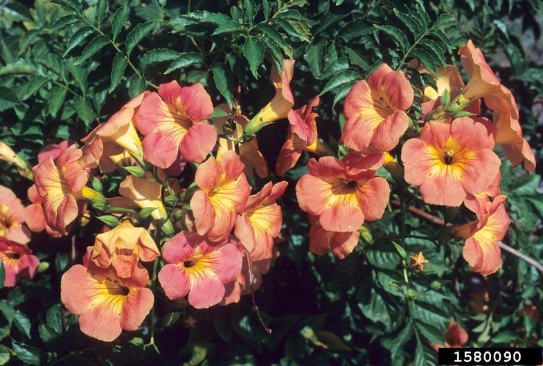 Chinese trumpetcreeper (Campsis grandiflora)