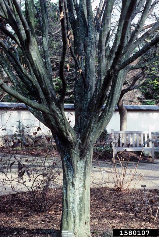 American hornbeam (Carpinus caroliniana)