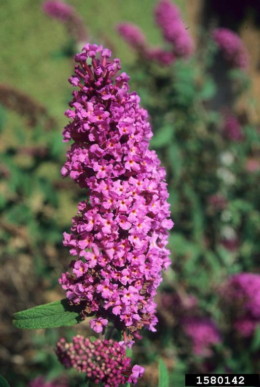 butterflybush (Genus Buddleja L.)