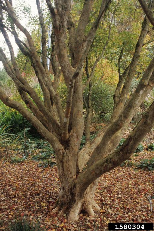 trident maple (Acer buergerianum)
