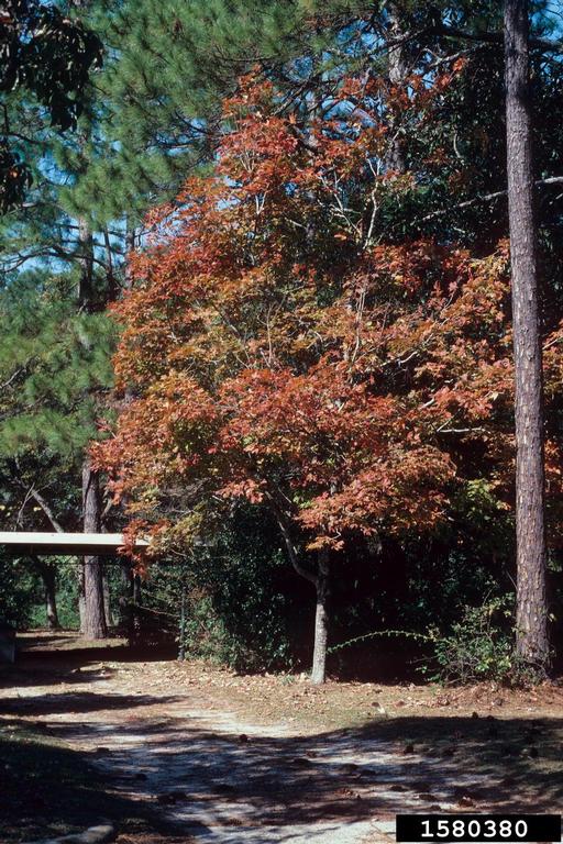 chalk maple (Acer leucoderme)