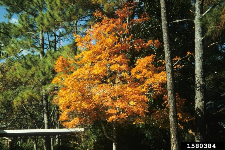 chalk maple (Acer leucoderme)