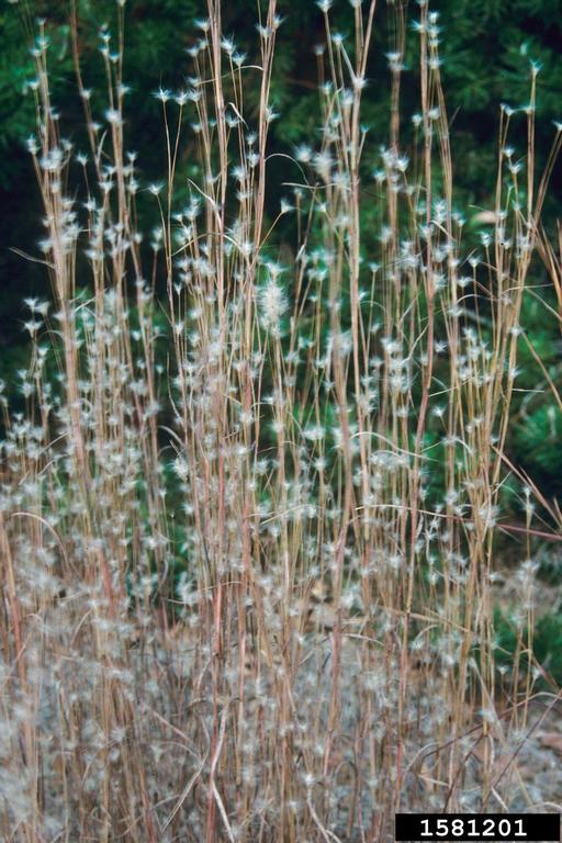 broomsedge bluestem (Andropogon virginicus)