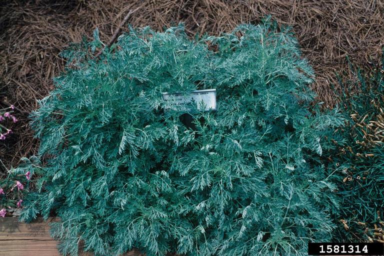 sagebrush (Genus Artemisia)