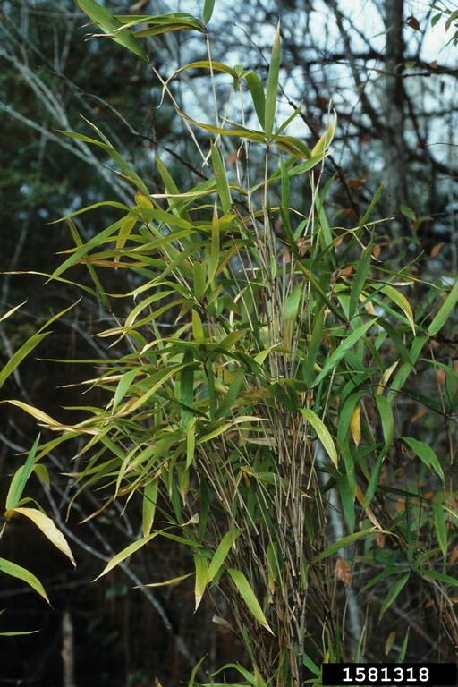 giant cane (Arundinaria gigantea)