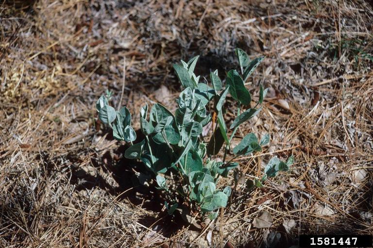 cobwebby wild indigo (Baptisia arachnifera)