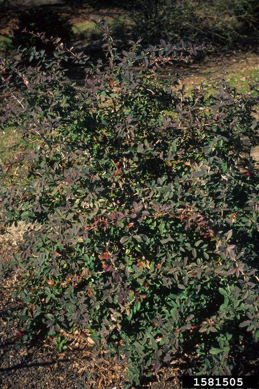barberry (Berberis pruinosa)