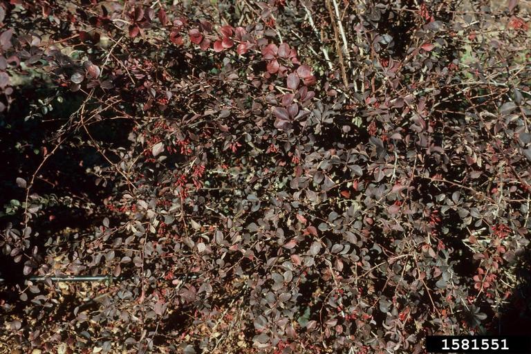 Japanese barberry (Berberis thunbergii)