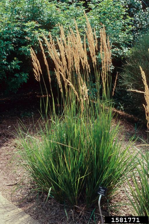 feather reed grass (Calamagrostis x acutiflora)