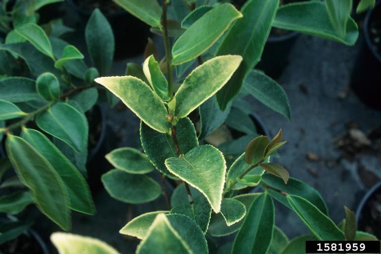 tea oil plant (Camellia oleifera C. Abel)