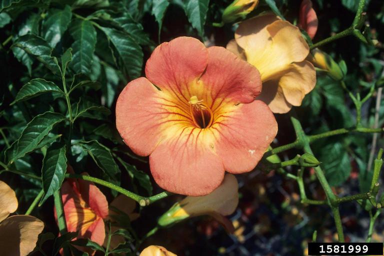 Chinese trumpetcreeper (Campsis grandiflora)