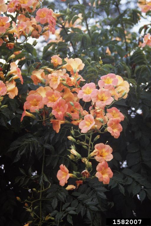 Chinese trumpetcreeper (Campsis grandiflora)
