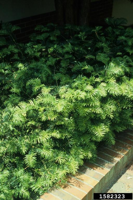 Harrington's cephalotaxus (Cephalotaxus harringtonia)