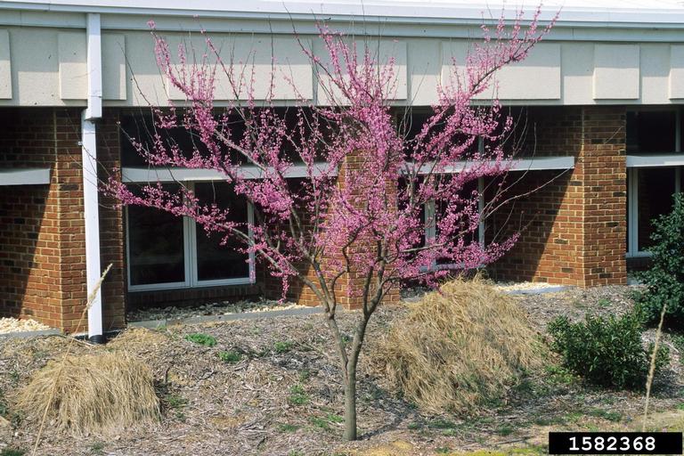 eastern redbud (Cercis canadensis)