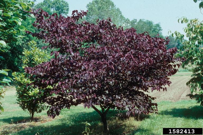 eastern redbud (Cercis canadensis)