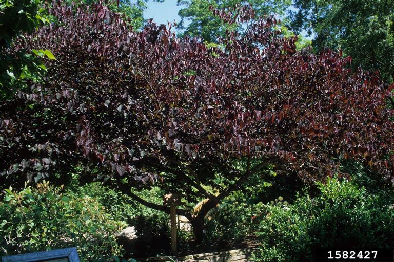 eastern redbud (Cercis canadensis)