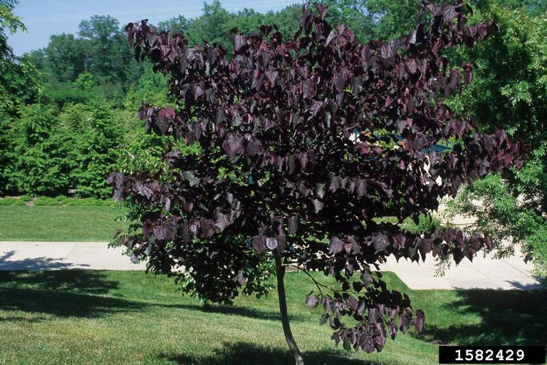 eastern redbud (Cercis canadensis)