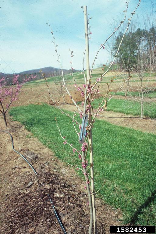 redbud (Genus Cercis)