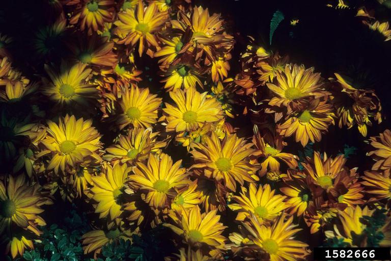 chrysanthemum (Genus Chrysanthemum)