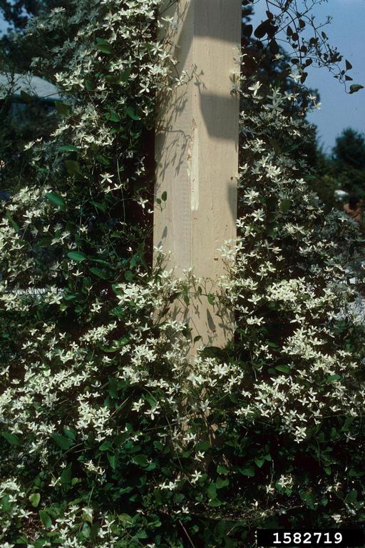 sweet autumn virginsbower, Clematis terniflora ...