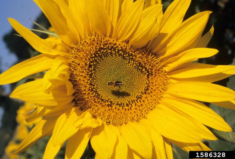 common sunflower (Helianthus annuus)