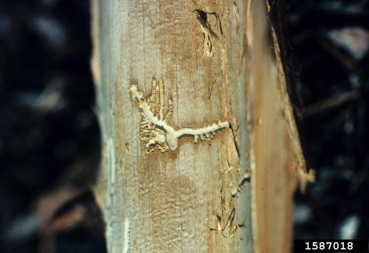 cedar bark beetles (Genus Phloeosinus)