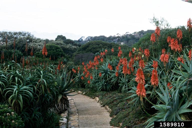 candelabra aloe (Aloe arborescens Mill.)